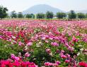 ‘푸르른 청보리밭, 작약꽃 향기 흩날리다’ 함안군, 청보리·작약 축제 개최