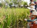 정부, 내달 양곡법 대안 발표…수입안정보험에 쌀 포함