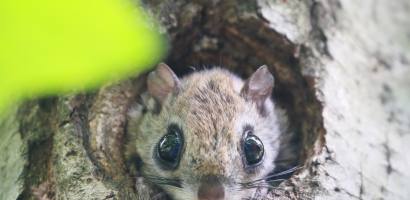 ‘큰 눈이 매력’ 천연기념물 하늘다람쥐 발견