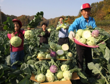 충북 옥천, ‘콜라비’ 수확 한창