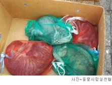 '양파망 속 고양이' 판매…SNS 네티즌 공분