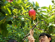 ‘뉴턴의 사과나무’ 4대손, 3년만에 빨간 사과 ‘주렁주렁’