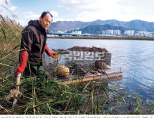 몸길이 1m ‘괴물 쥐’ 뉴트리아 개체수 급증… 한반도 전역 확산 우려