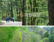[임항 논설위원-그 숲길 다시 가보니] ‘천년의 숲길’ ‘선재길’ 오대산 옛길엔 평화와 힐링이…