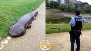 뭐든지 한국 비하… 日 거대 도롱뇽 논란에도 혐한 시비 ‘황당’