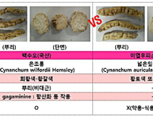 ‘가짜 백수오’ 논란, 30일 식약처 발표로 마무리될까?