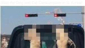 복날에 뉴욕 한복판서 “개고기 먹는 한국 문화 중단하라”