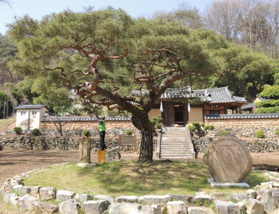 광복소나무        대구 동구청 제공