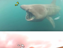 [쿠키영상] 수영하다 주둥이 쩍 벌린 상어와 맞닥뜨린 일촉즉발 상황!