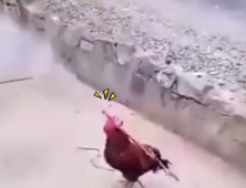 [쿠키영상] 꼬끼오 대신?