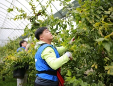 삼성물산, 충북 보은서 농가 일손돕기 봉사활동