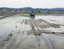 안동시 신도청 시대 조기 공급을 위한 첫 모내기