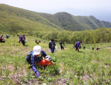 영양군 일월산에서 산나물 채취 체험행사