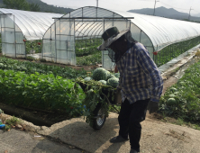 진안군, 진안고원 명품수박 올해 첫 '출하'