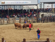 ‘제19회 창녕상설민속소싸움대회’ 내달 2일 개최