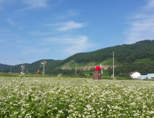 [여기어때] “가을 나들이는 통영 메밀 꽃밭으로 오세요”