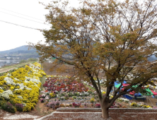 고창군 심원면, 궁산저수지.. 국화향 가득  깊어가는 가을~ 고창으로 오세요