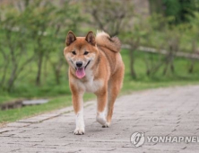 시바견 만지다 얼굴 물린 20대 여성, 견주 고소