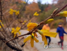 겨울에 활짝 핀 개나리