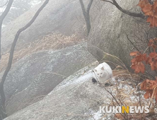 [순간 포착] 도봉산 산중 고양이