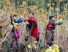 함양군, 항노화 ‘옻 산업’ 육성 나서…대규모 재배단지 조성