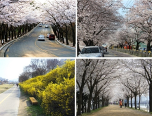 봄날 만끽, 도심‘봄내음길’에서 즐기세요!