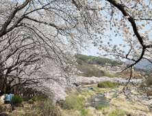 [포토뉴스] 하동 화개장터~쌍계사 십리벚꽃길 '장관'