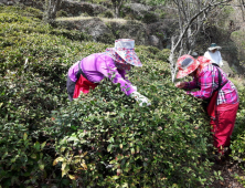 “하동 햇차 맛보세요”…맹추위로 생산량은 감소 전망