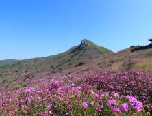 [포토뉴스] 산청 황매산 철쭉, 진분홍 속살 드러났다