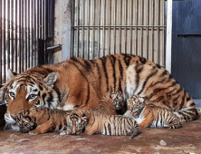 서울대공원서 백두산호랑이 4마리 탄생…“모두 건강한 상태”