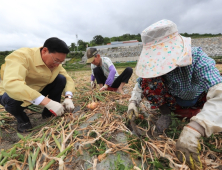 산청지역 공무원 등 330여명, 양파수확 일손돕기