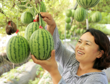 1인가구용 깎아 먹는 ‘애플수박’ 산청서 본격 재배