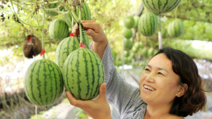 1인가구용 깎아 먹는 ‘애플수박’ 산청서 본격 재배