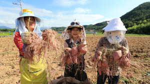 산청 ‘지리산 햇 밤고구마’ 수확·판매 시작