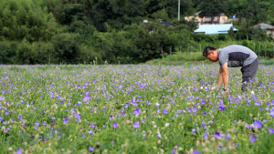 [여기어때] 산청 지리산 아래서 '제1회 약도라지축제' 개최