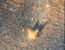 “누가 이런 짓을”…대낮 캠퍼스에서 목 잘린 고양이 발견 ‘충격’