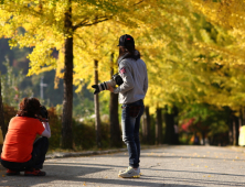 영주시 부석사 노랗게 물든 은행나무 단풍 장관