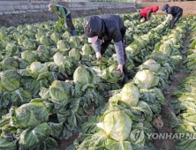 '배추값 오를까?'…가을배추 재배면적 소폭 감소