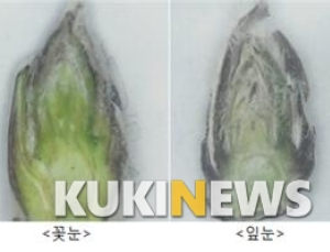 전북 장수사과 가지치기 주의 필요