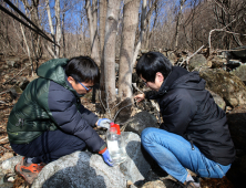 산청군 “지리산 산청 고로쇠 맛보러 오세요”