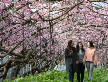 [포토] “하우스 안 분홍 세상! 미소~ 활짝!”