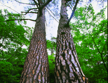 경북도, 산촌거점 시범사업 본격화...울진금강송 숲길 500억원 투입