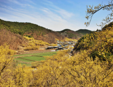 의성군 산수유마을 “산수유 꽃 보러 놀러오세요”