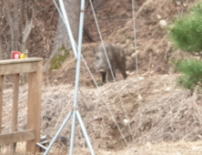 강원 춘천 양돈농가 밀집지 인근서 ASF 발생…방역 ‘비상’