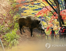 의령 공사장서 120kg 멧돼지 출몰…실탄 맞고 사살