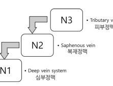 하지정맥류 주원인 '피하 및 피부정맥' 해부학적 관계 입증