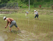 [의령소식] 의령군, 친환경 쌀 재배단지 우렁이 공급