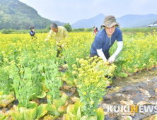 순창군 공무원, 배추꽃대 피해농가 일손돕기 ‘구슬땀’