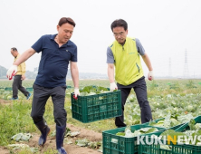 군산시, 해외수출 소형 양배추 수확 ‘한창’