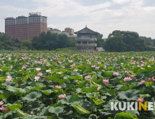 전주덕진공원 여름 절경, 연분홍 연꽃 만개